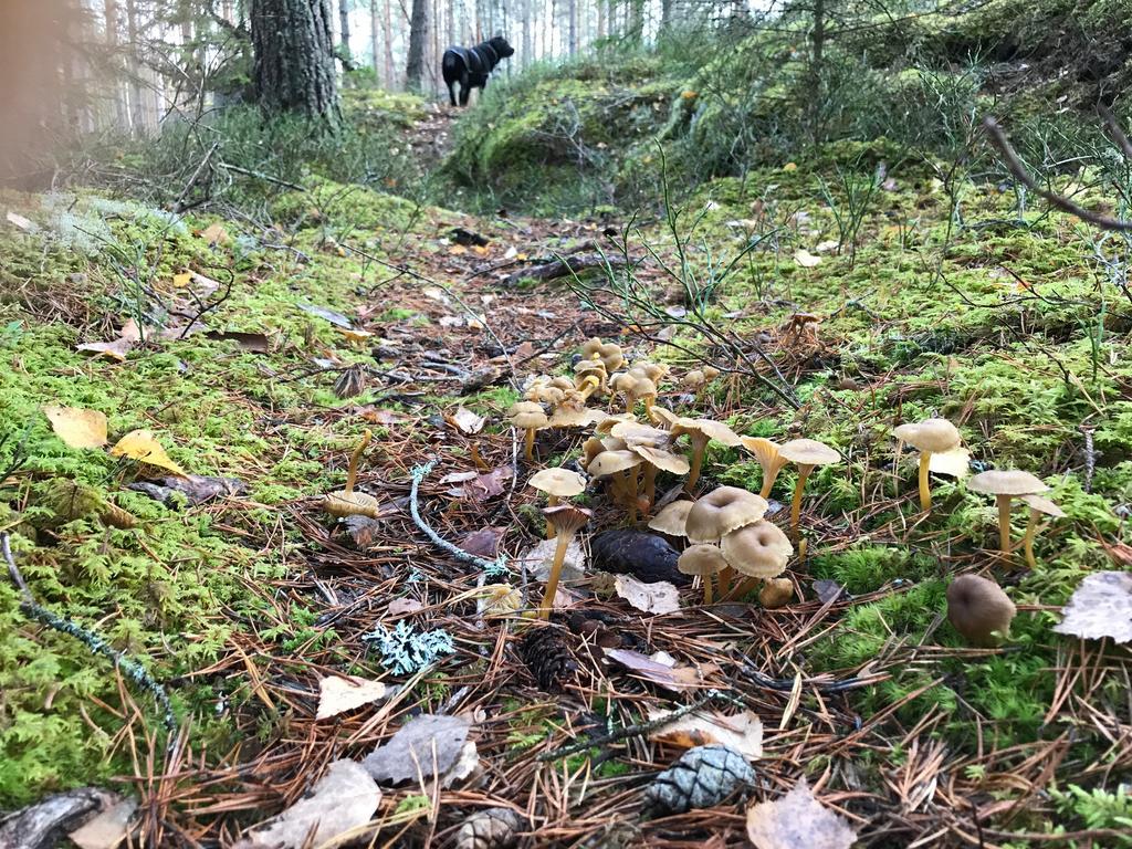Skinnskatteberg Stf Kolarbyn Eco-Lodge المظهر الخارجي الصورة